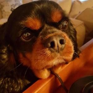 Meet your Posher, Barbara